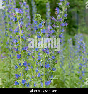 Wiese mit blauen Blumen des Blauen Stockfoto