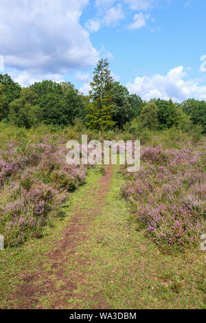 Öffentlichen Fußweg durch lila Heidekraut in Blüte im Sommer in Heide in Pirbright, einem Dorf in der Nähe von Woking in Guildford borough Stockfoto