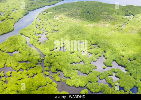 Tropischer Wald mit Mangroven, die Aussicht von oben. Mangroven und Flüssen. Tropische Landschaft in eine einsame Gegend. Stockfoto