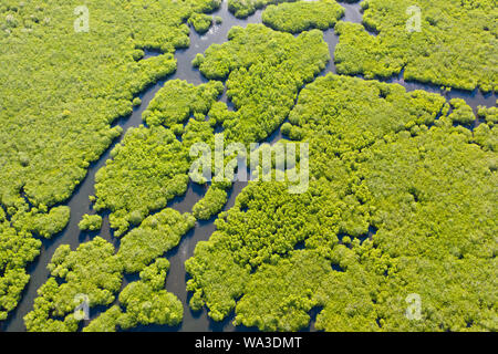 Tropischer Wald mit Mangroven, die Aussicht von oben. Mangroven und Flüssen. Tropische Landschaft in eine einsame Gegend. Stockfoto