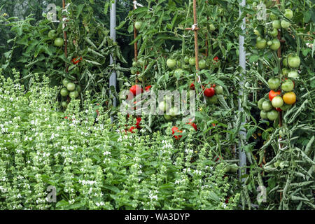 Grüne Basilikum Kräuter Ocimum Basilicum im Bett Reifung Tomaten wachsende Pflanzen Kräuter Kleingarten gemischte Pflanzen große Basilikum Ocimum Blumen blühende Mischung Stockfoto