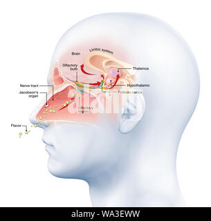 Diese medizinisch 3D-Abbildung: die Funktion der Geruchssinn Stockfoto
