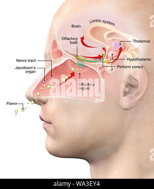 Diese medizinisch 3D-Abbildung: die Funktion der Geruchssinn Stockfoto