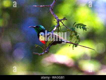Die männlichen Schönen Sunbird ist ein schillerndes Wunder aus Farbe und Schillern. Während der brutzeit sie energisch verteidigen ihr Revier Stockfoto