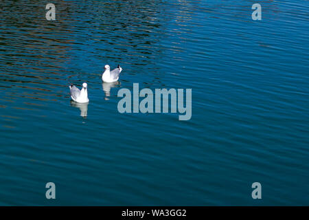 Paar Möwen schwimmen auf Wasser. Kopieren Raum mit natürlichen blauen Meer Hintergrund. Stockfoto