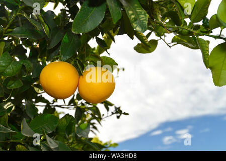 Zwei frische reife grapefruits am Baum im Winter in Spanien Stockfoto