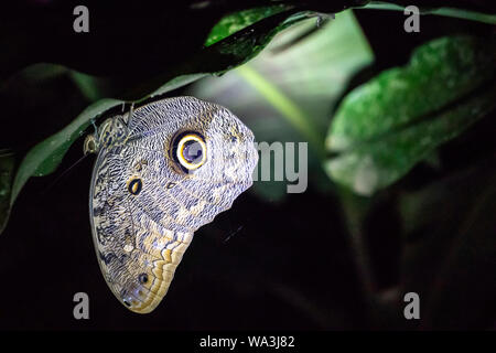 Die Eule Schmetterlinge, Caligo, mit riesigen Augen eyespots, die Eulen in den Regenwäldern von Mexiko reicht, durch Mittelamerika, der amaz ähneln Stockfoto