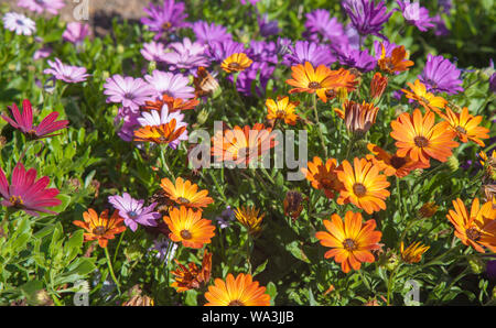 Blühende Osteospermum, Kapkörbchen natürliche floral background Stockfoto