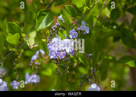 Cluster mit blauen Blüten von duranta Erecta floral background Stockfoto