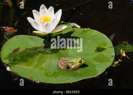 Der wasserfrosch (Pelophylax Lessonae) sitzen auf einer Seerose (Nymphaea alba) Blatt auf einem kleinen Teich, Kleinpolen, Polen Stockfoto