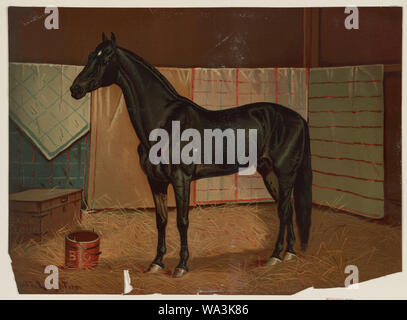 Schwarze Wolke, ein Pferd im Stall]/Scott Leighton Stockfoto
