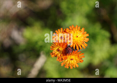 In der Nähe von Orange Habichtskraut Blume Stockfoto