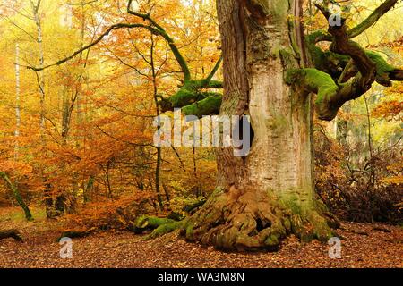 Kamineiche im Herbst, hohle Eiche (Quercus) mit Moos bedeckt, Sababurg Dschungel, Reinhardswald, Hessen, Deutschland Stockfoto