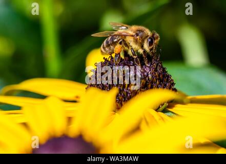 Honigbiene (Apis mellifera) sitzt auf gelbe Blume, black-eyed Susan (Rudbeckia hirta), Bayern, Deutschland Stockfoto