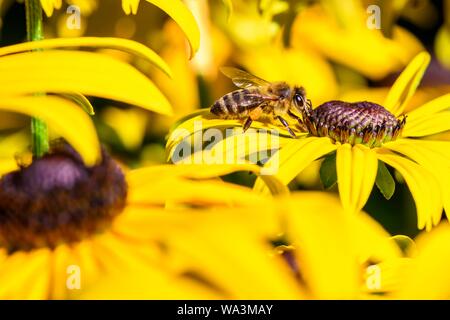 Honigbiene (Apis mellifera) sitzt auf gelbe Blume, black-eyed Susan (Rudbeckia hirta), Bayern, Deutschland Stockfoto