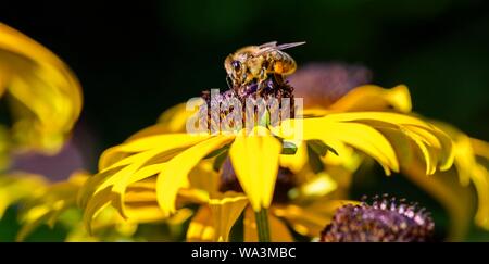 Honigbiene (Apis mellifera) sitzt auf gelbe Blume, black-eyed Susan (Rudbeckia hirta), Bayern, Deutschland Stockfoto