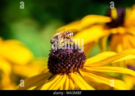 Honigbiene (Apis mellifera) sitzt auf gelbe Blume, black-eyed Susan (Rudbeckia hirta), Bayern, Deutschland Stockfoto