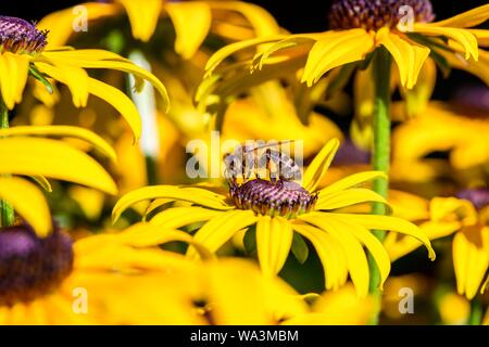 Honigbiene (Apis mellifera) sitzt auf gelbe Blume, black-eyed Susan (Rudbeckia hirta), Bayern, Deutschland Stockfoto