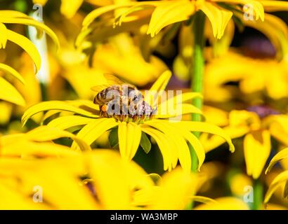 Honigbiene (Apis mellifera) sitzt auf gelbe Blume, black-eyed Susan (Rudbeckia hirta), Bayern, Deutschland Stockfoto