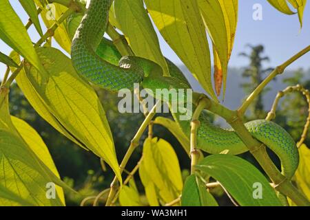 Barat Bambus pitviper (Ein älterer Name sabahi barati), auf einem Busch, Sumatra, Indonesien Stockfoto