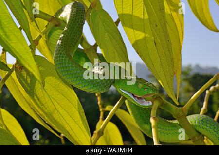 Barat Bambus pitviper (Ein älterer Name sabahi barati), Beißen, auf einem Busch, Sumatra, Indonesien Stockfoto