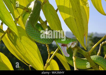 Barat Bambus pitviper (Ein älterer Name sabahi barati), Beißen, auf einem Busch, Sumatra, Indonesien Stockfoto