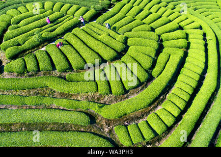 Tee-Garten Stockfoto