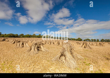 Weizen stooks/Scheiben trocknen in einem Feld in North Devon, im Südwesten von England an einem sonnigen Tag Stockfoto