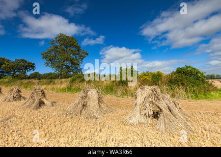 Weizen stooks/Scheiben trocknen in einem Feld in North Devon, im Südwesten von England an einem sonnigen Tag Stockfoto