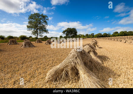 Weizen stooks/Scheiben trocknen in einem Feld in North Devon, im Südwesten von England an einem sonnigen Tag Stockfoto