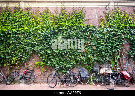 Street Scene aus Amsterdam mit Fahrrädern gegen Efeu bedeckten Wand Stockfoto