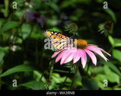 Monarch butterfly auf lila coneflowers. Stockfoto