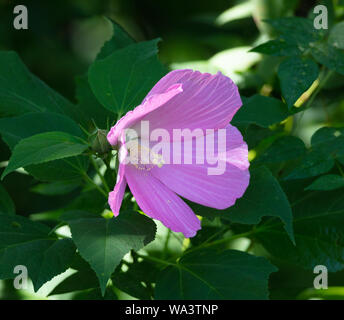 Ein schöner Sumpf Rose Mallow (Hibiscus moscheutos) blüht am Rande eines Sees in Tennessee Stockfoto