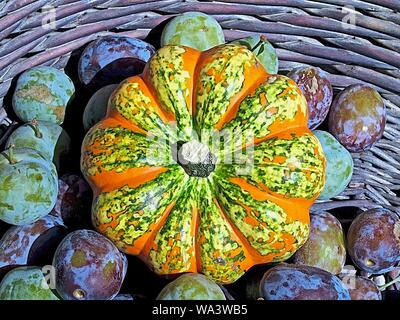 Bunte Kürbisse mit süßen Pflaumen in einem Korb Stockfoto