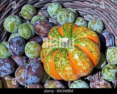 Bunte Kürbisse mit süßen Pflaumen in einem Korb Stockfoto