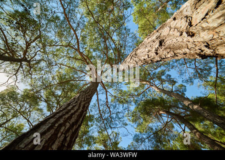 Pinien im Wald mit Ansicht von unten Stockfoto