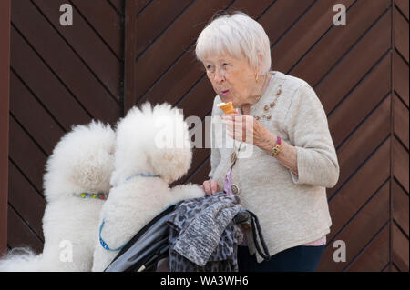 Llanelwedd, Powys, UK. 17. August 2018. Zwei Bichon Frise Hunde haben eine Fahrt in einem Buggy. Die Beurteilung der Arbeit, in der Pastoral- und Terrier erfolgt am zweiten Tag der Welsh Kennel Club Dog Show, gehalten an der Royal Welsh Showground, Llanelwedd in Powys, Wales, UK. © Graham M. Lawrence/Alamy Leben Nachrichten. Stockfoto