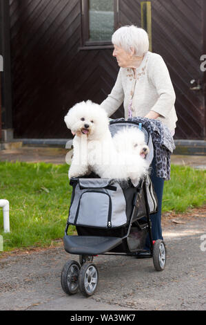 Llanelwedd, Powys, UK. 17. August 2018. Zwei Bichon Frise Hunde haben eine Fahrt in einem Buggy. Die Beurteilung der Arbeit, in der Pastoral- und Terrier erfolgt am zweiten Tag der Welsh Kennel Club Dog Show, gehalten an der Royal Welsh Showground, Llanelwedd in Powys, Wales, UK. © Graham M. Lawrence/Alamy Leben Nachrichten. Stockfoto