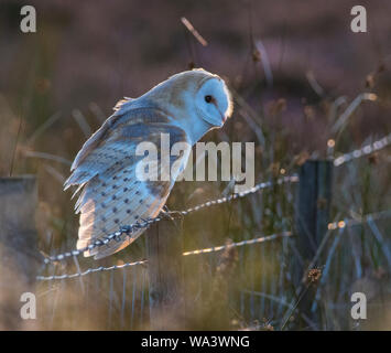 Schleiereule Tyto alba setzte sich auf einen Zaun mit Stacheldraht zurück in die Abendsonne auf einem Peak District moorland Lit Stockfoto