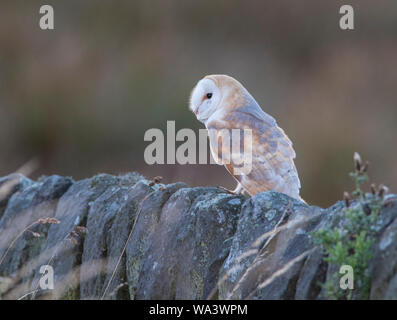 Schleiereule saß auf einem trockenen Steinmauer am Abend im Peak District National Park. Stockfoto