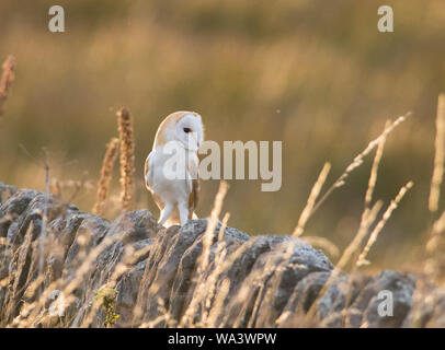 Schleiereule saß auf einem trockenen Steinmauer am Abend im Peak District National Park. Stockfoto