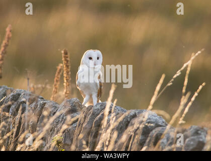 Schleiereule saß auf einem trockenen Steinmauer am Abend im Peak District National Park. Stockfoto