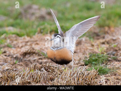 Nahaufnahme eines Dotterel Charadrius morinellus Ausbreiten ist Flügel auf einem Peak District Moorland im Frühjahr auf dem Weg in Schottland Stockfoto