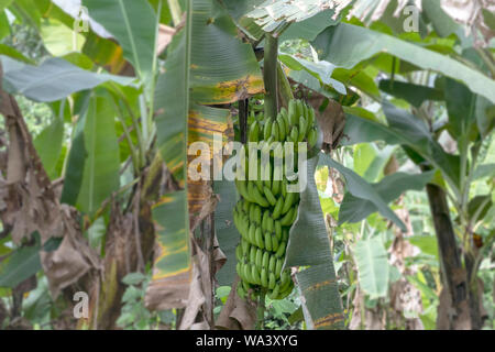 Nahaufnahme von unreife Bananen im Dschungel: Detail der grünen Bananen Baum im Regenwald des Amazonas Becken in Südamerika Stockfoto