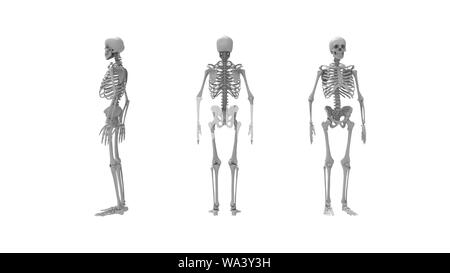 Skelett mehrere Ansichten eines Computer renderd Modell eines menschlichen Skeletts auf einem weißen Hintergrund. Stockfoto