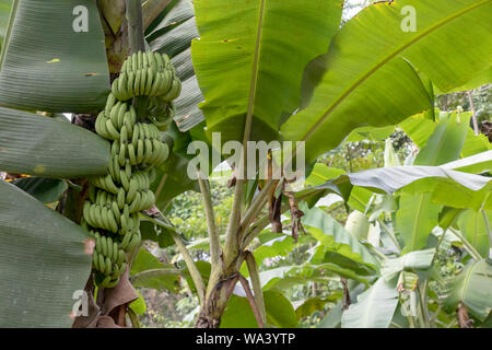 Nahaufnahme von unreife Bananen im Dschungel: Detail der grünen Bananen Baum im Regenwald des Amazonas Becken in Südamerika Stockfoto