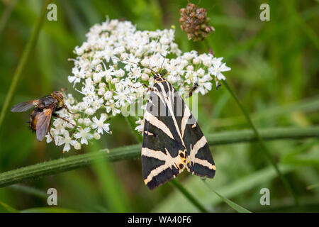 Jersey Tiger (Euplagia quadripunctaria) Fütterung auf eine weiße Blume Stockfoto