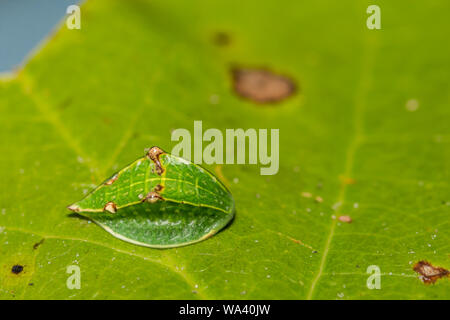 Skiff Motte Caterpillar (Prolimacodes Badia) Stockfoto