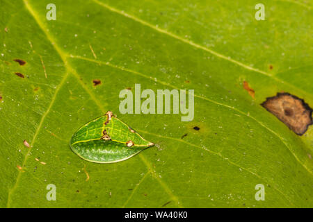 Skiff Motte Caterpillar (Prolimacodes Badia) Stockfoto