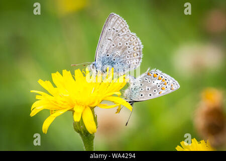 Zwei gemeinsame blaue Schmetterlinge (Polyommatus icarus) Zucht auf eine gelbe Blume Stockfoto